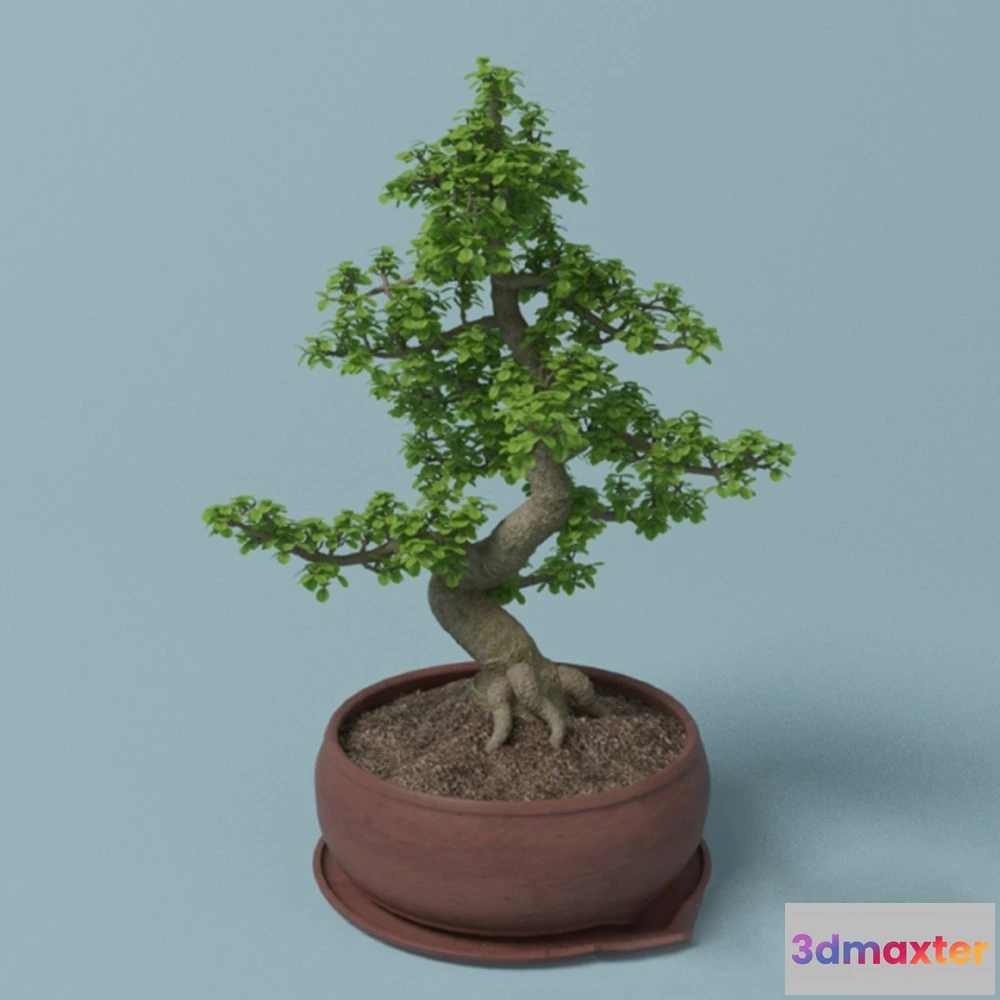 1608134 - decoration - Ficus - Beautiful tree-shaped plant 3D Max