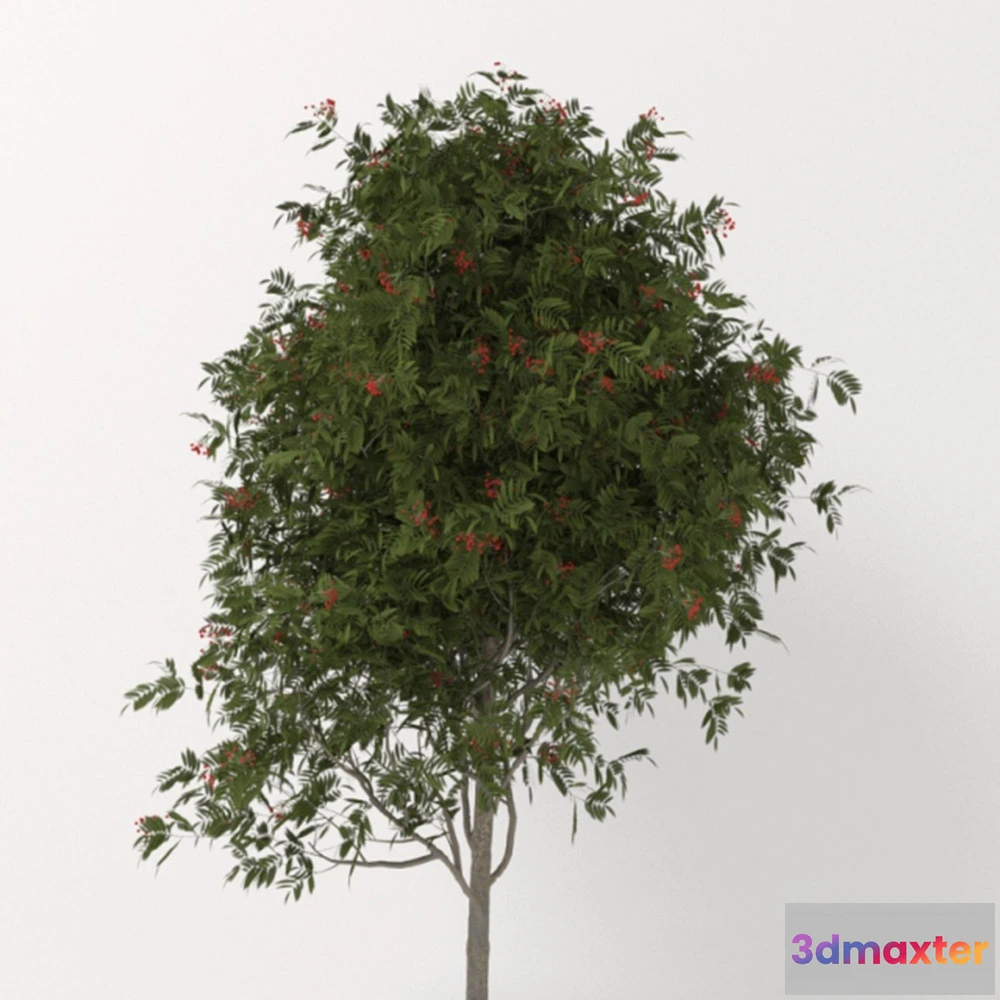 1608142 - decoration - Little Rowan 3D Max