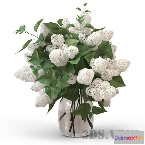 1608146 - decoration - Beautiful white lilac 3D Max