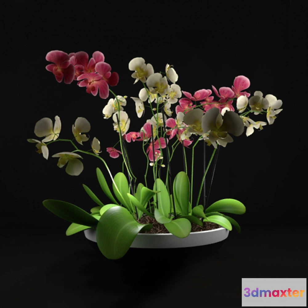1608152 - decoration - Orchids 3D Max