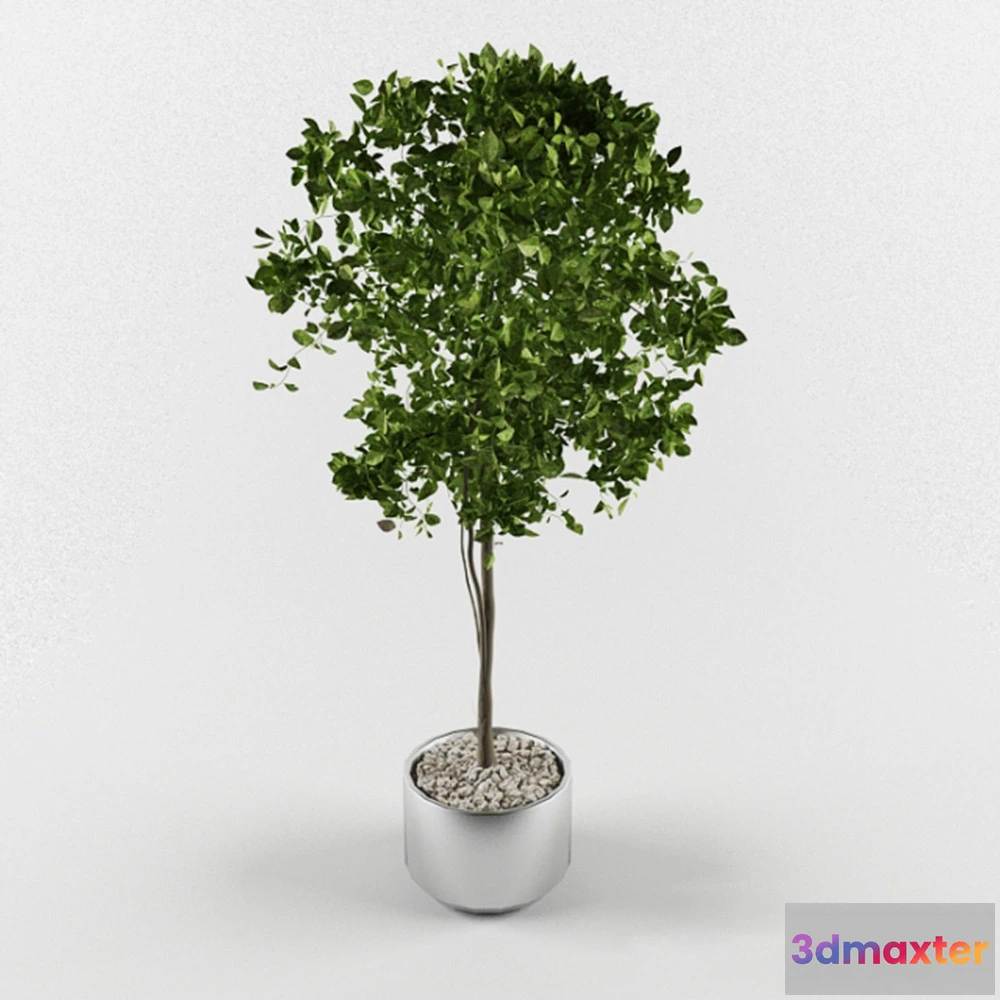1608154 - decoration - Decorative tree 3D Max