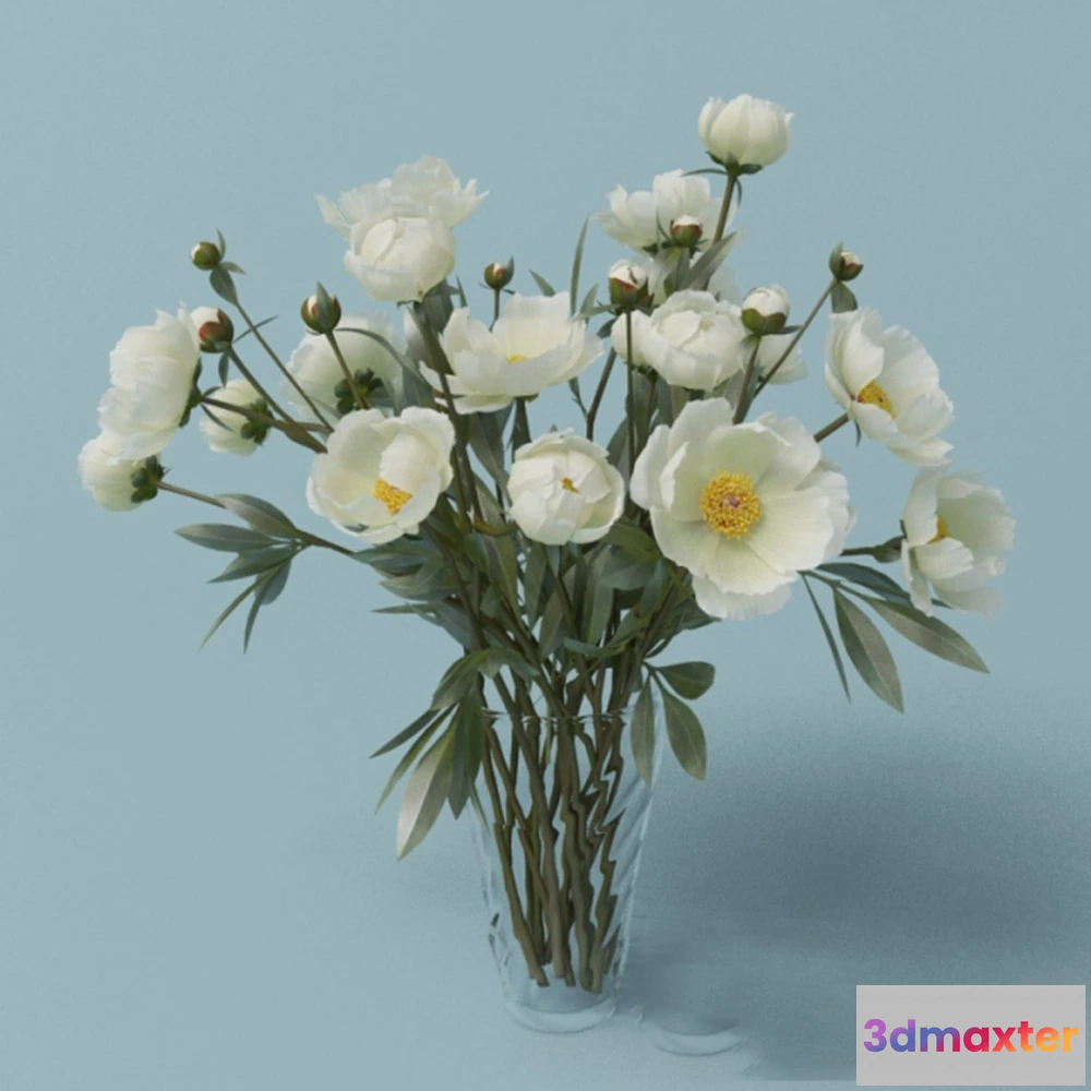 1608158 - decoration - White peonies 3D Max