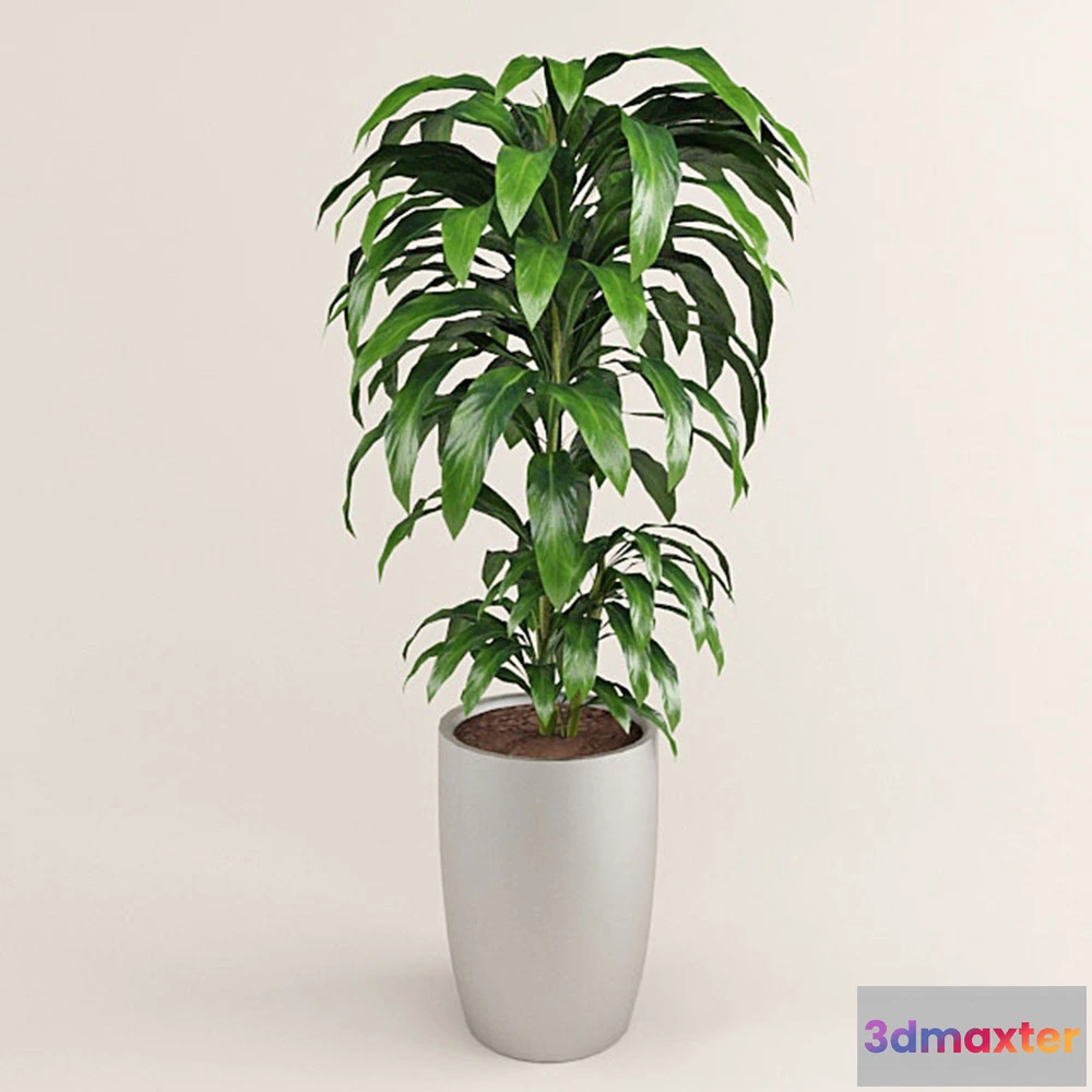 1608166 - decoration - Plant with large leaves 3D Max