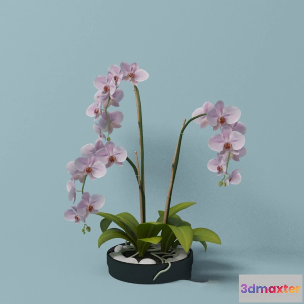 1608170 - decoration - Pink orchid 3D Max