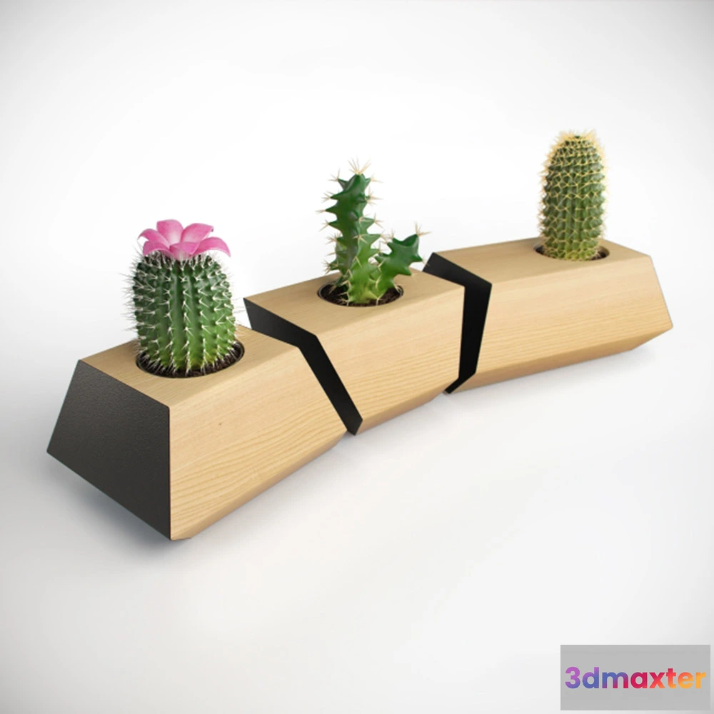 1608178 - decoration - Cacti in pots 3D Max