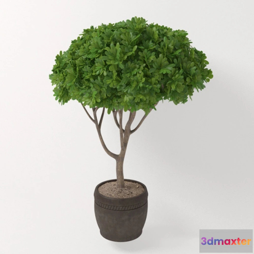 1608180 - decoration - Plant - Potted tree 3D Max