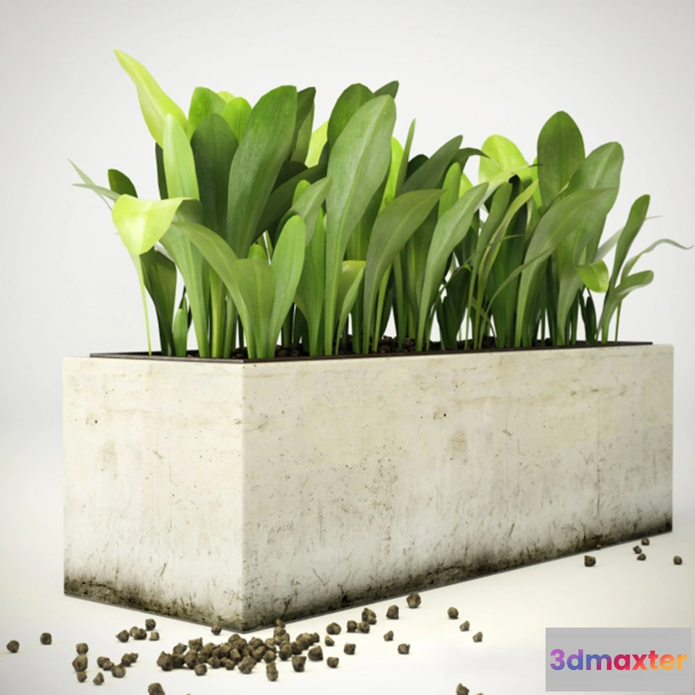 1608204 - decoration - Plant 3D Max