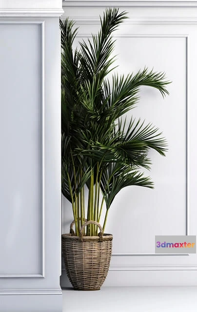 1608282 - decoration - Corner palma 3D Max