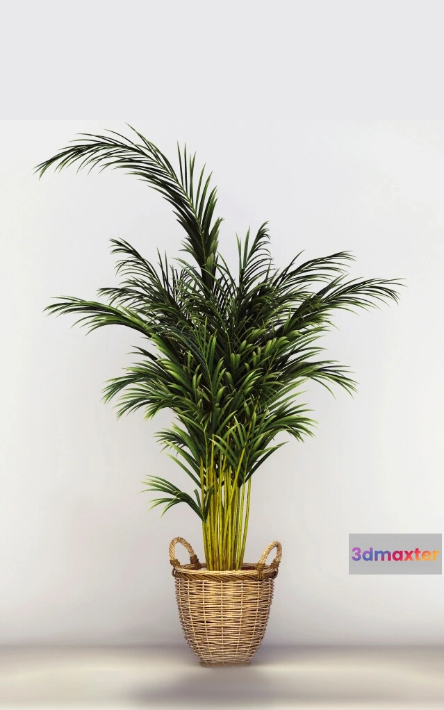 1608290 - decoration - Office Tree 3D Max