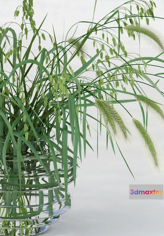 1608292 - decoration - Northern Sea Oats 3D Max