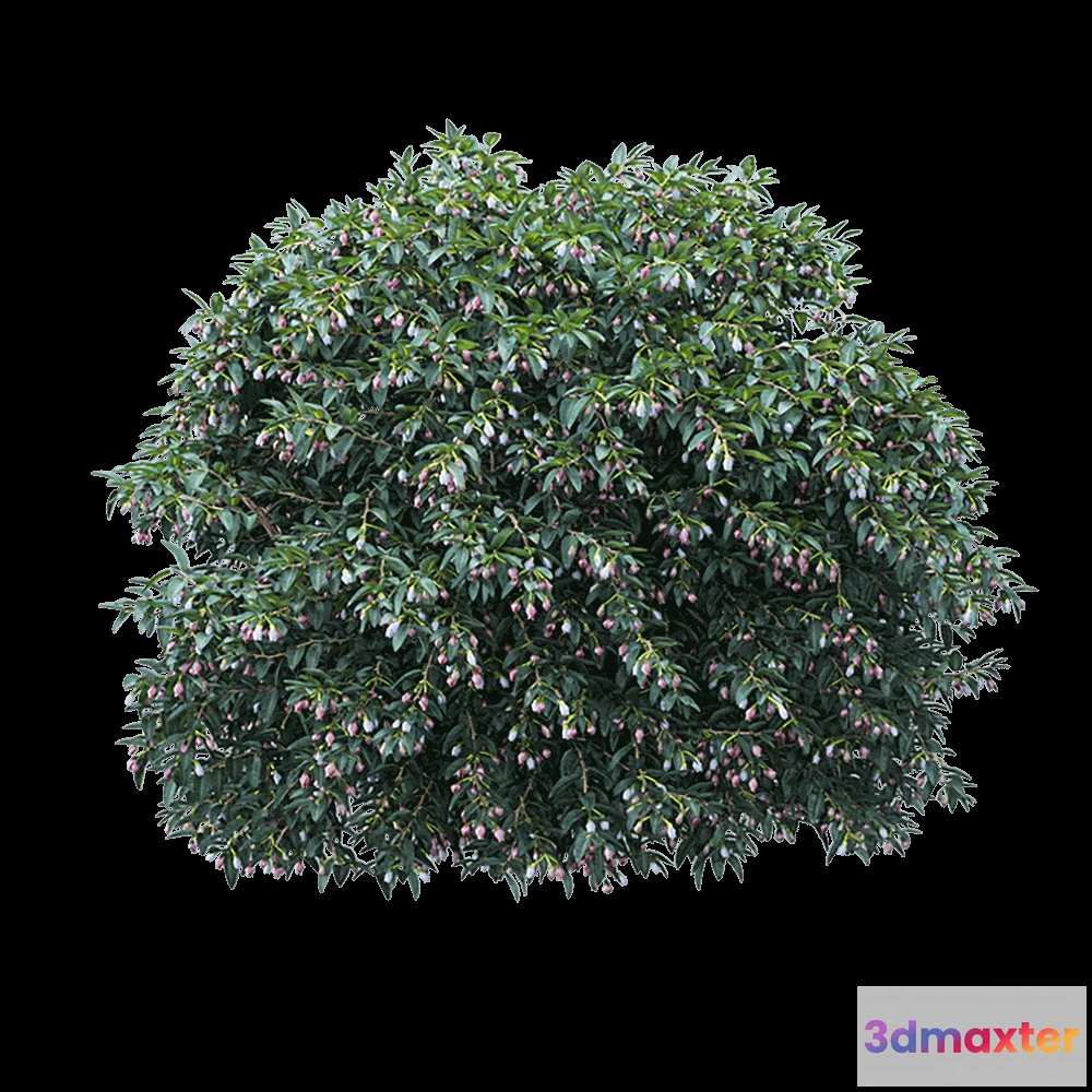 1608306 - WasserKRAFT - Vaccinium ovatum 2 3D Max