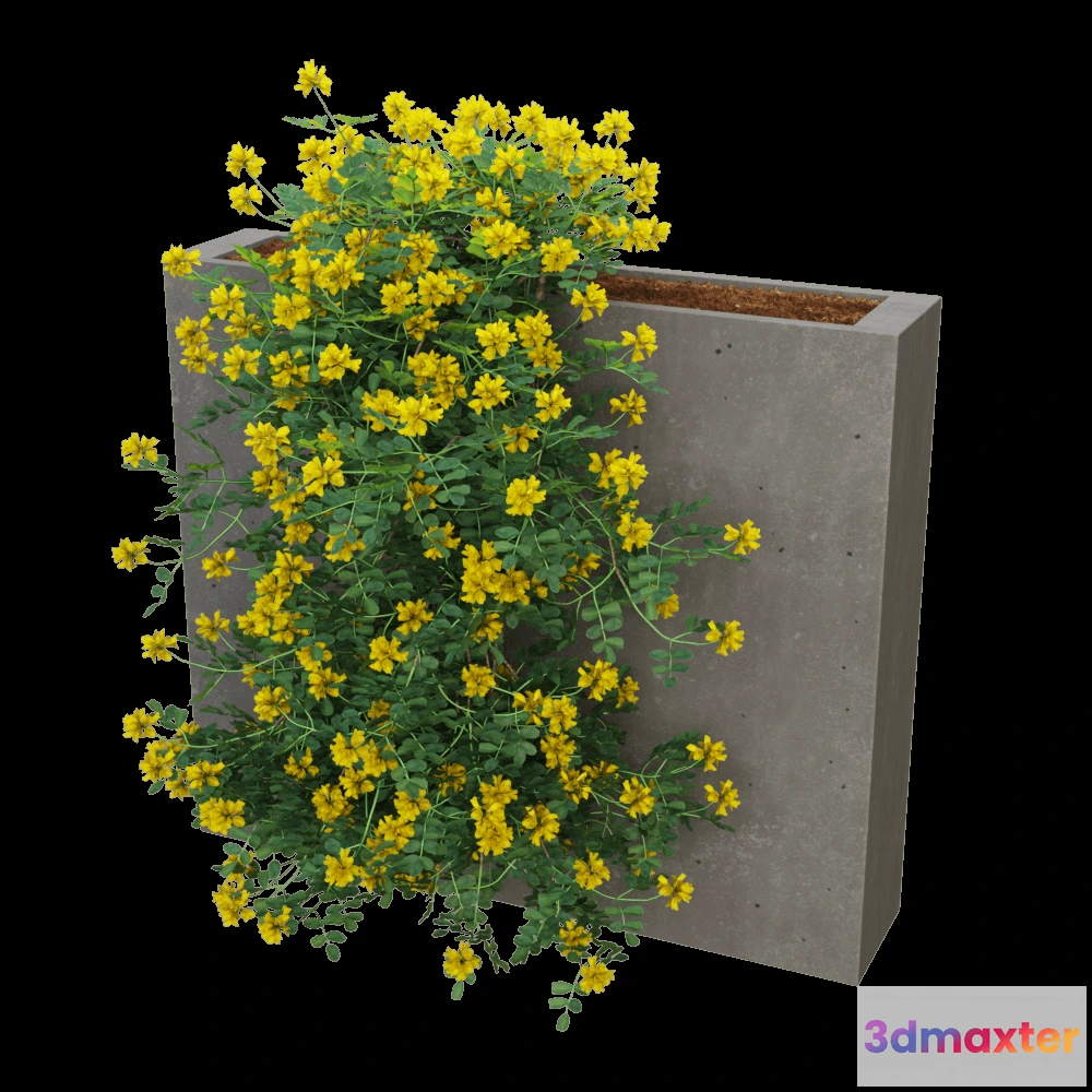 1608308 - Woodled - Coronilla glauca 6 3D Max