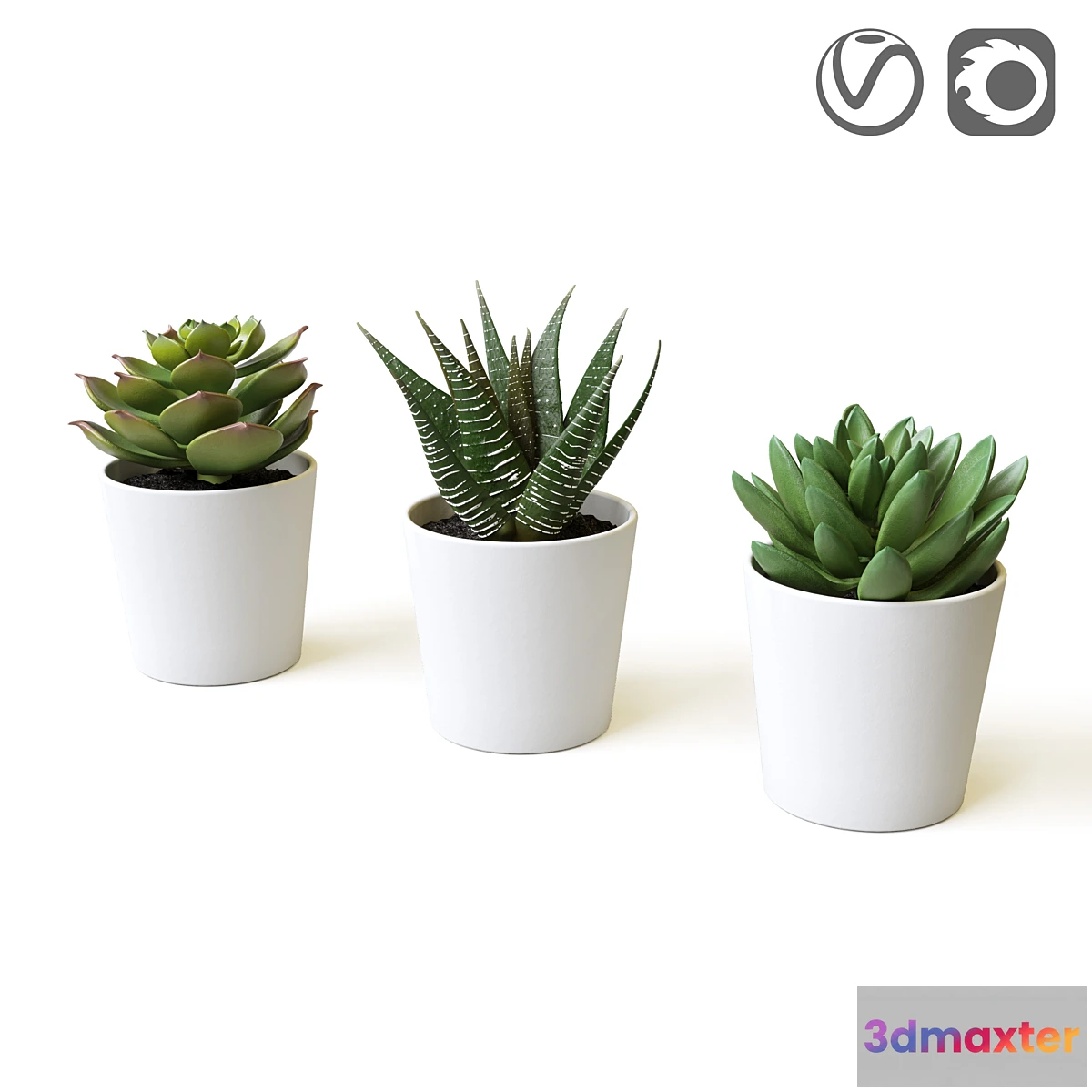 845707 - Succulents - No.10