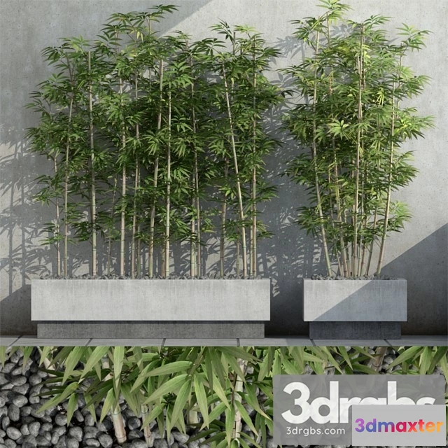 1011028 - Bamboo Plant 3