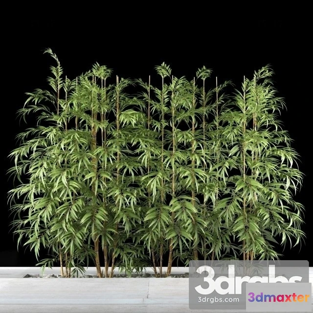 1011030 - Bamboo Plants