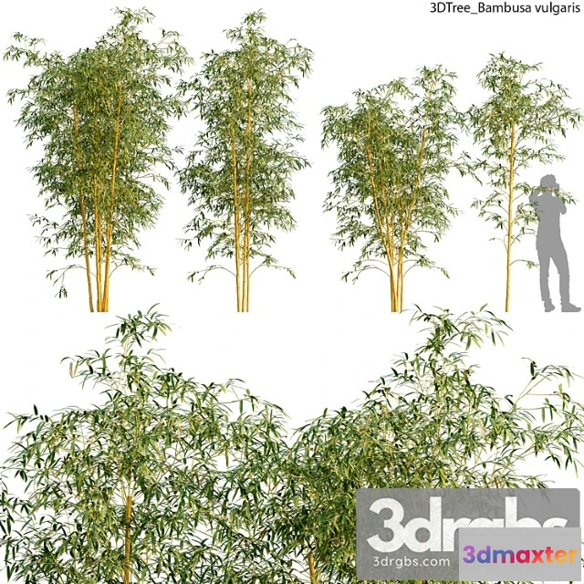 1011034 - Bambusa Vulgaris 01