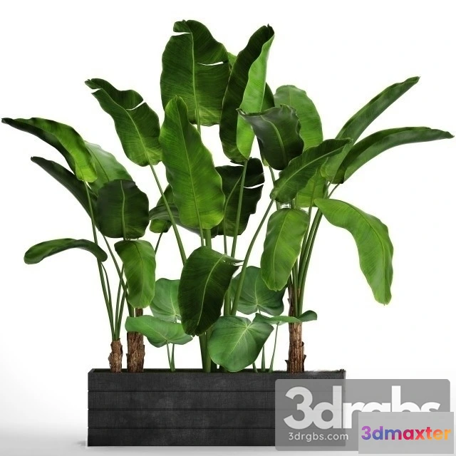 1011036 - Banana S Set