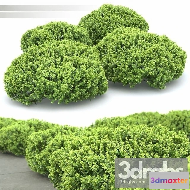 1011042 - Berberis Thunbergii Kobold