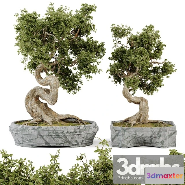 1011054 - Bonsai Set Vol 01