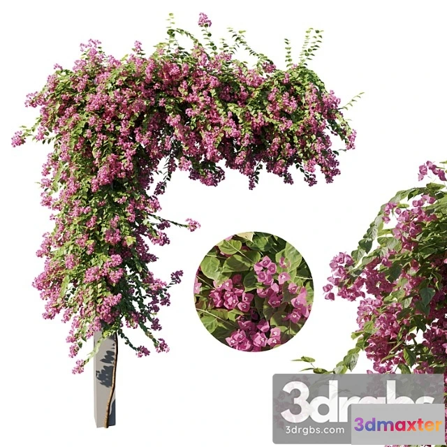 1011056 - Bougainvillea