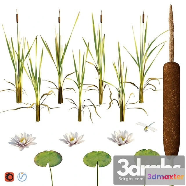 1011068 - Cattail Water Lily Dragonfly