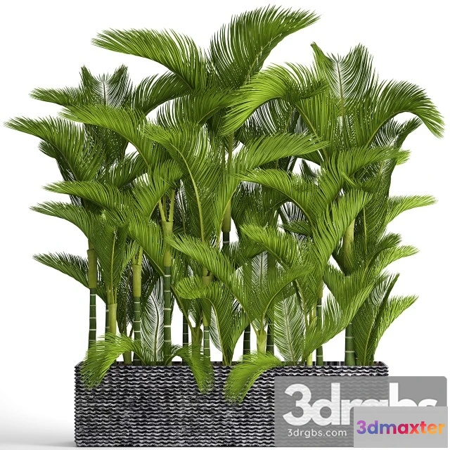 1011078 - Collection Of Plants 88