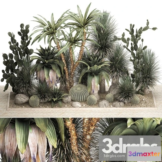 1011082 - Collection Of Tropical Desert Plants 1108
