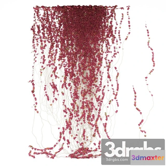 1011122 - Fragment of Red Ivy Red Ivy