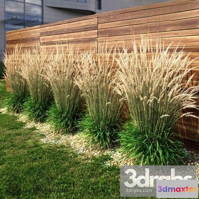 1011146 - Grass Dry HI