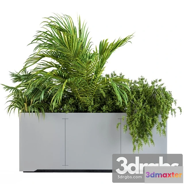 1011148 - Gray Plants Box With Tropical Plant