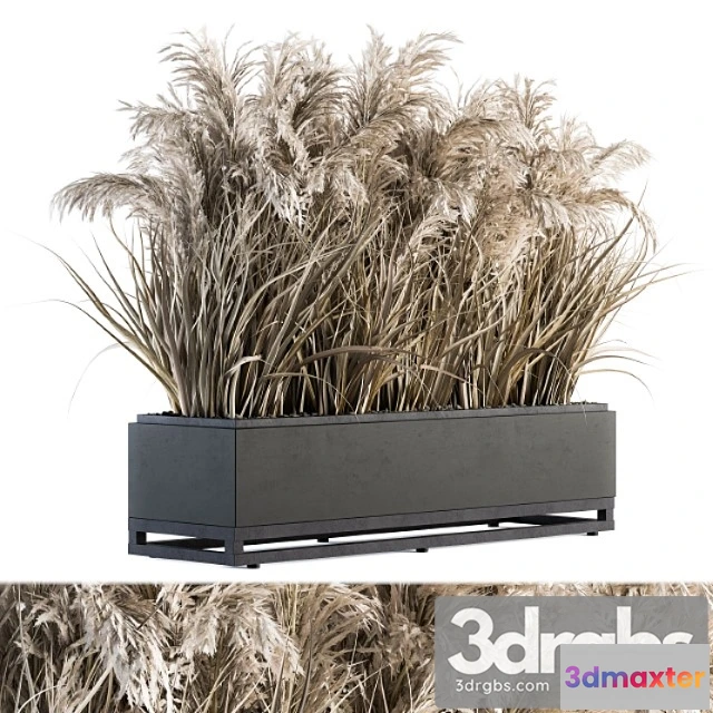 1011164 - Indoor Plant Set 131 Dried Plant Box