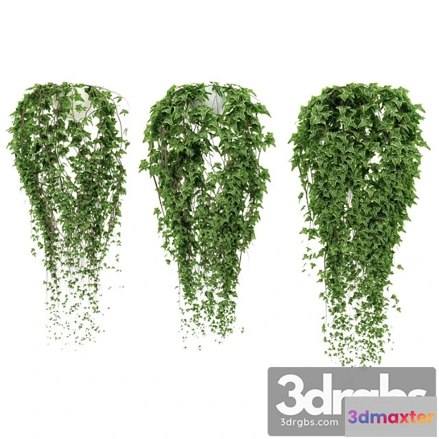 1011166 - Ivy in Pot