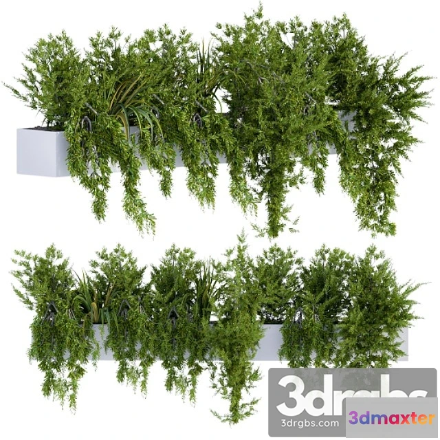 1011174 - Ivy Plants In Box