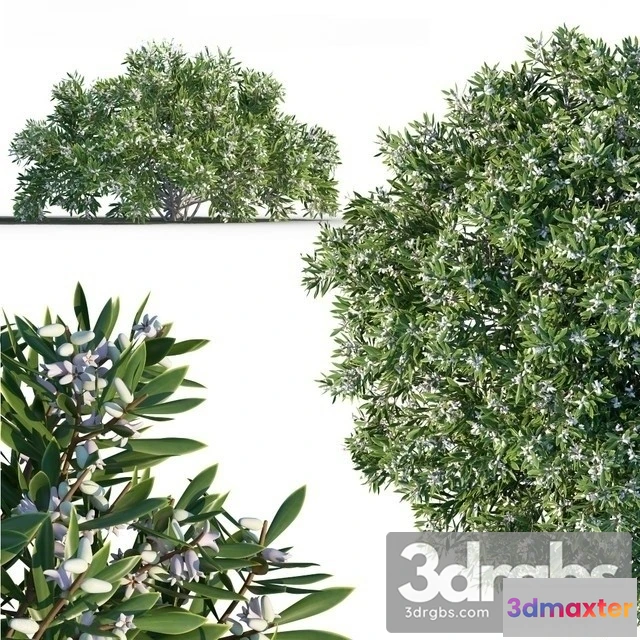 1011186 - Leucopogon Parviflorus