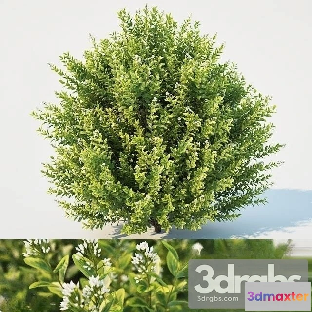 1011188 - Ligustrum ovalifolium Large