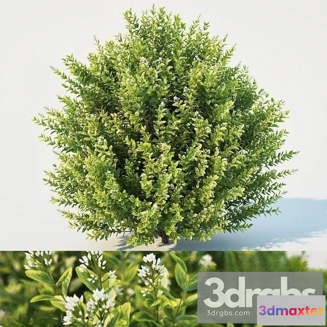 1011190 - Ligustrum Ovalifolium