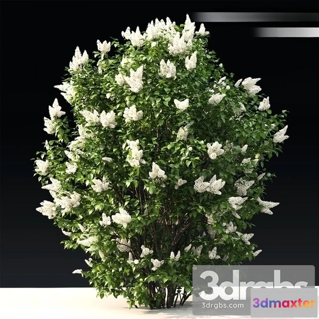 1011194 - Lilac Flowering 3