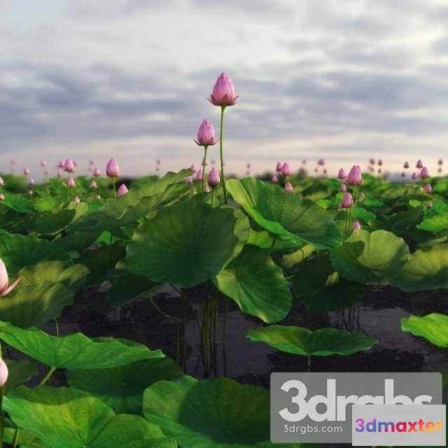 1011200 - Lotus Lake