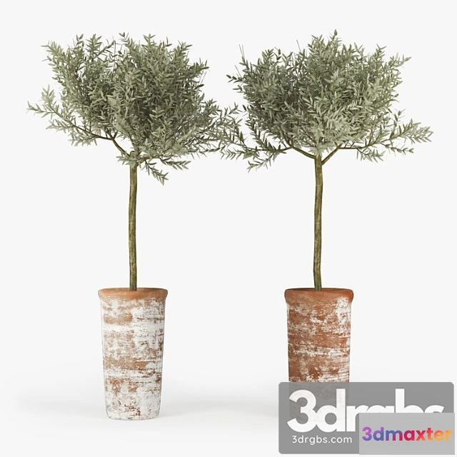 1011212 - Olive Tree