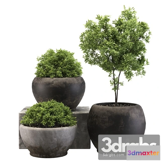 1011230 - Outdoor Plant 03