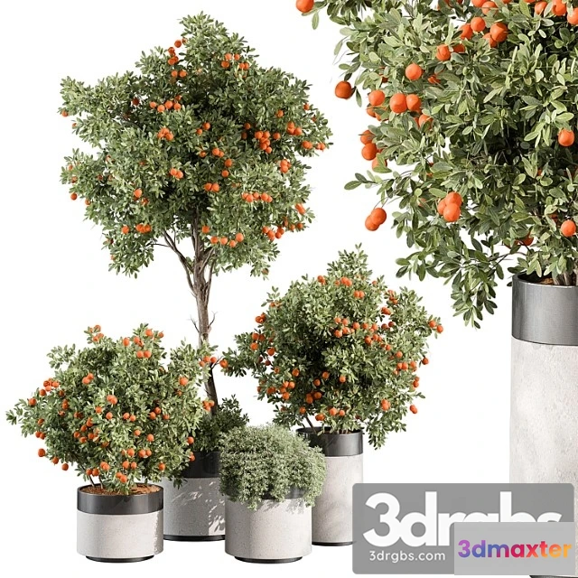 1011234 - Outdoor Plant 513 Orange Tree