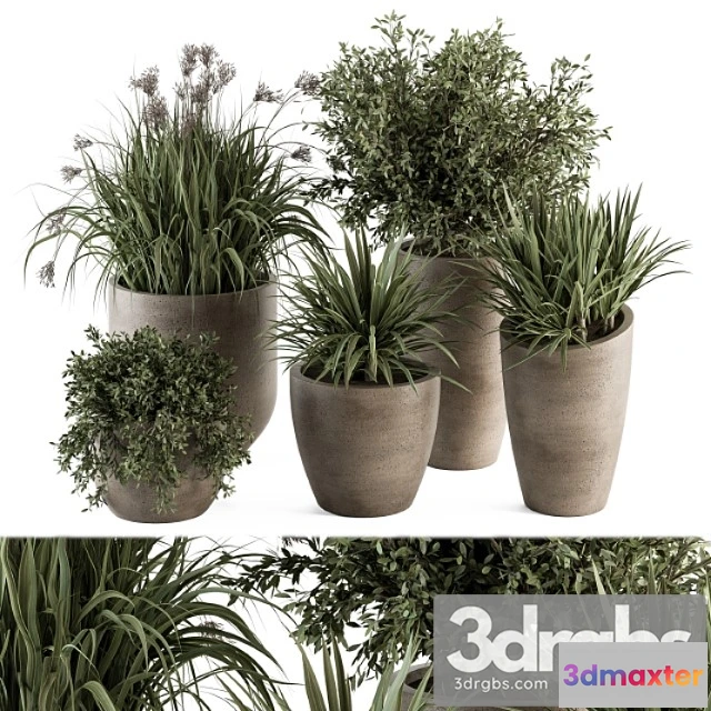 1011262 - Outdoor Plant Set 311 Yuka And Bush Set In Concrete Pot