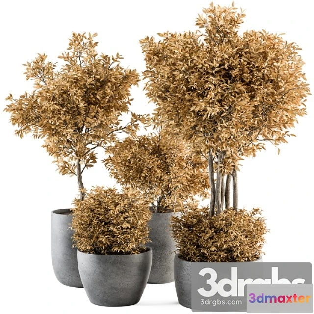 1011264 - Outdoor Plant Set 322 Autumn Plant and Tree Set