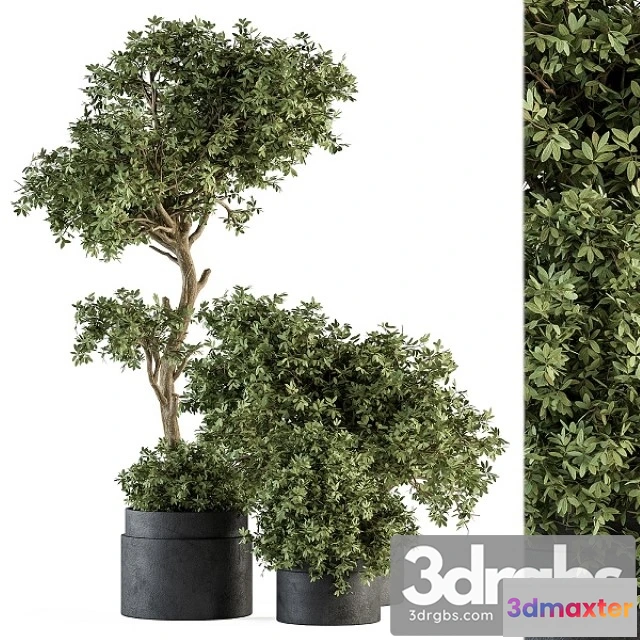 1011268 - Outdoor Plant Set 373 Plant Set in Concrete Pot