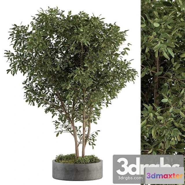 1011270 - Outdoor Plant Set 405