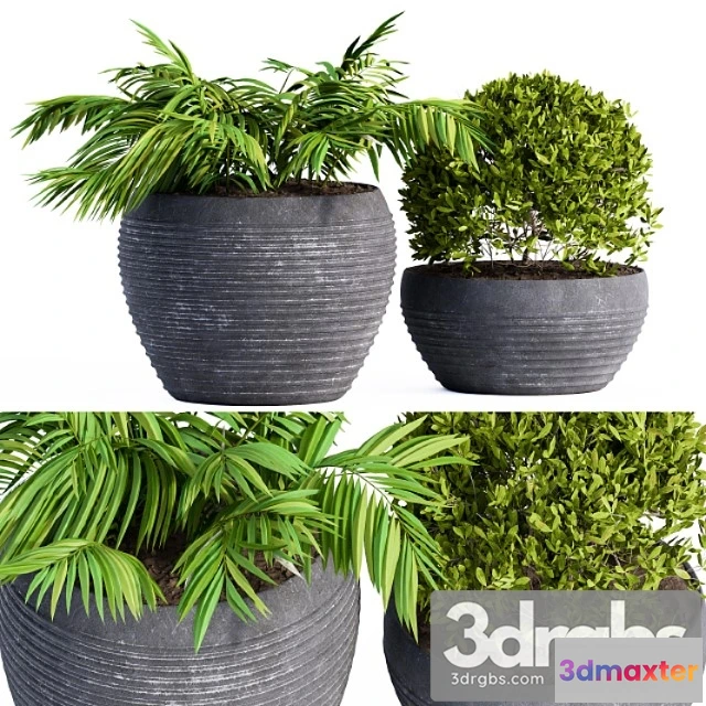 1011282 - Outdoor Plants Black Pot