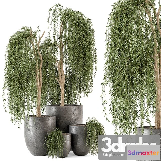 1011284 - Outdoor Plants Bush And Tree In Rusty Dark Concrete Pot Set 52