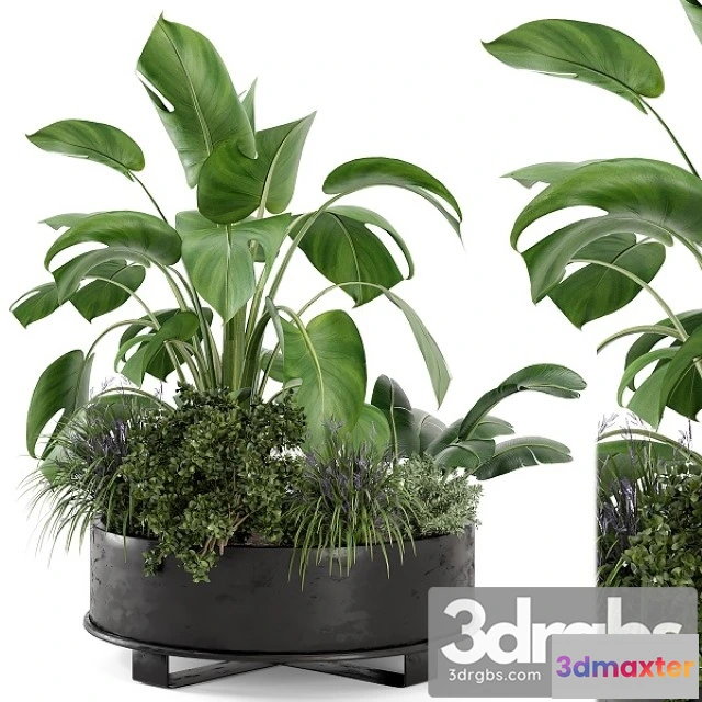 1011292 - Outdoor Plants Bush in Rusty Metal Pot Set 222