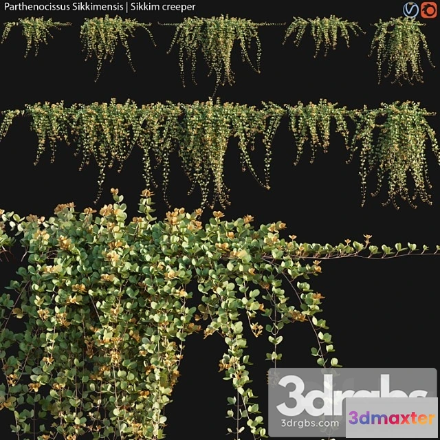 1011318 - Parthenocissus Sikkimensis Sikkim Creeper 02