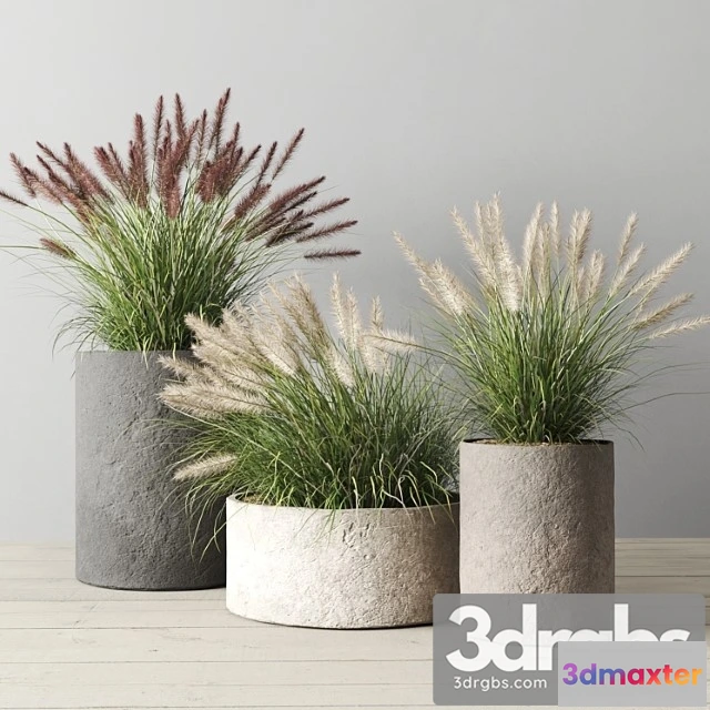 1011322 - Pennisetum Foxtail in Concrete Pots